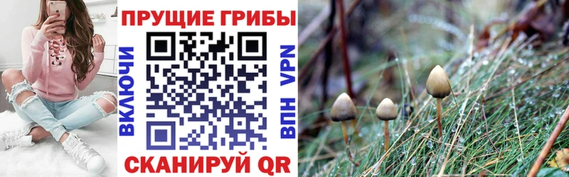 что такое наркотик Любим сайты даркнета клад Псилоцибиновые грибы прущие грибы